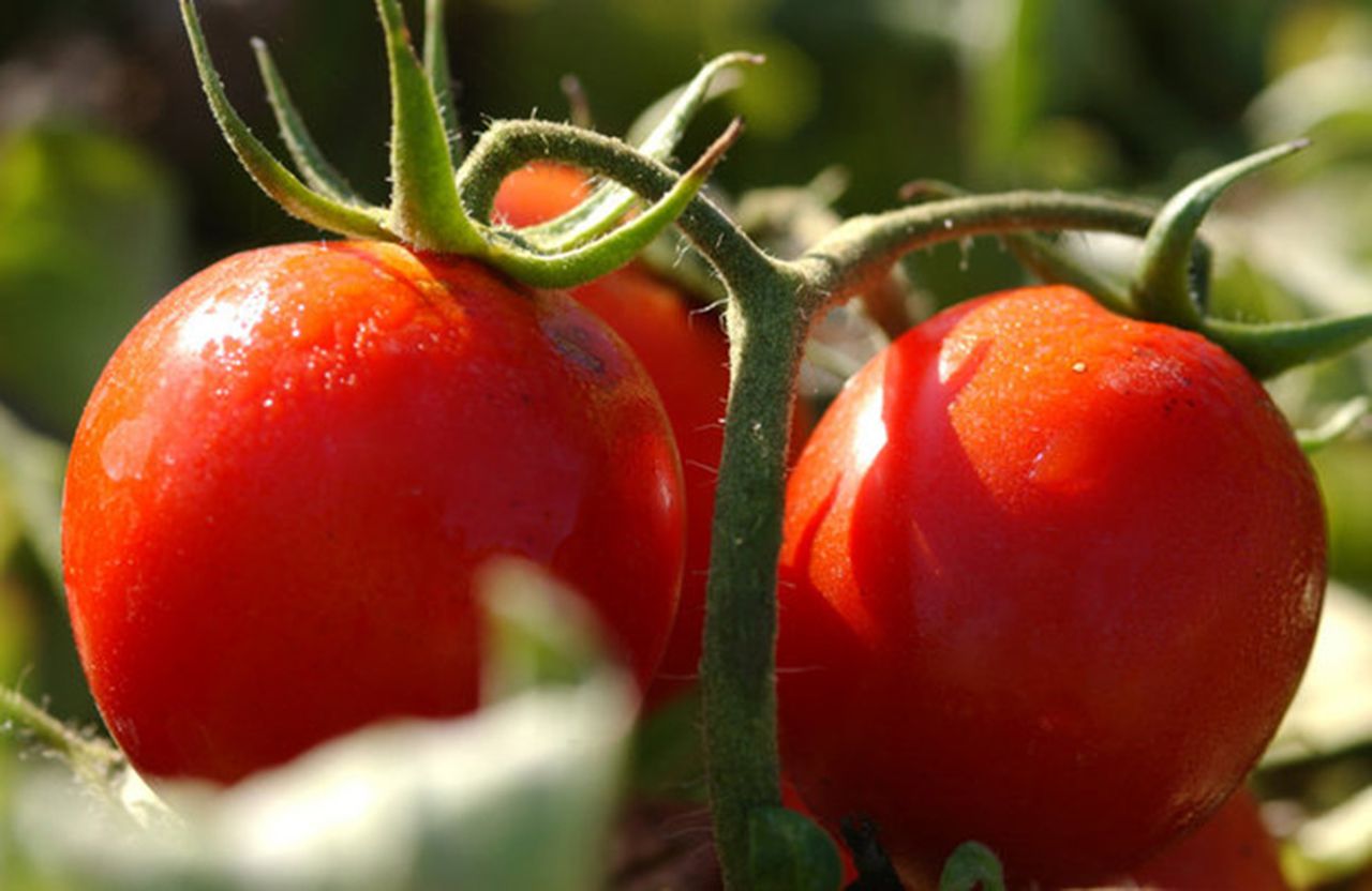 Growing tomatoes in Alabama: What to know about the stateâs favorite plant