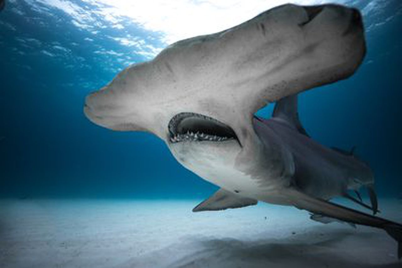 Hammerhead sharks chase swimmers out of water off Alabamaâs Robinson Island