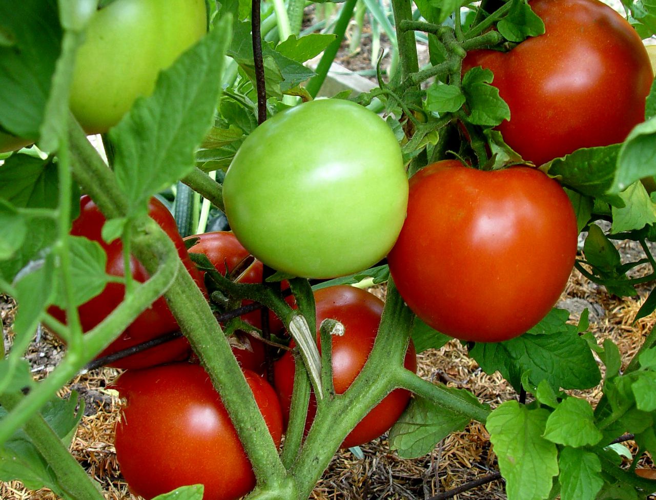 Itâs tomato time in Alabama, here are some tips, including how to freeze them