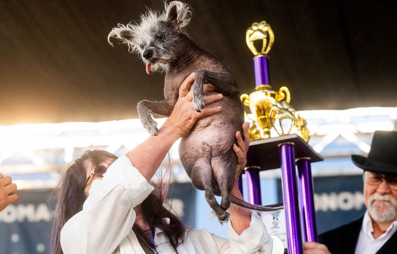 Meet Scooter, âthe Worldâs Ugliest Dog,â and read his heartwarming story