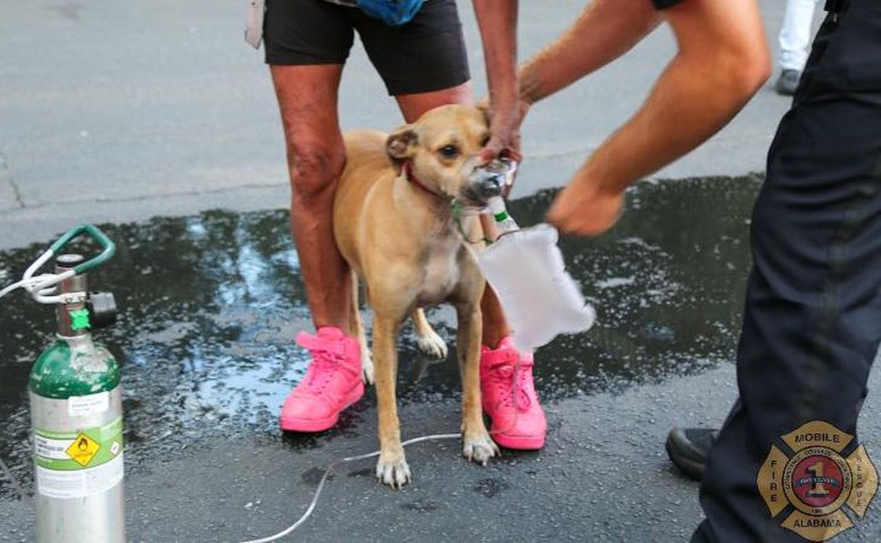 Mobile fire units save dog from large fire at Navyâs Navco Community Outreach