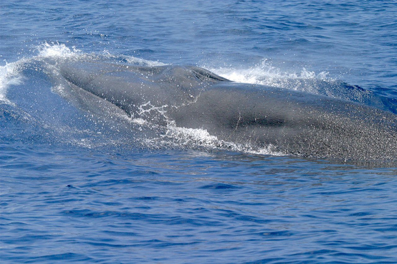 Should ships in Gulf of Mexico slow down for one of the rarest whales on earth?