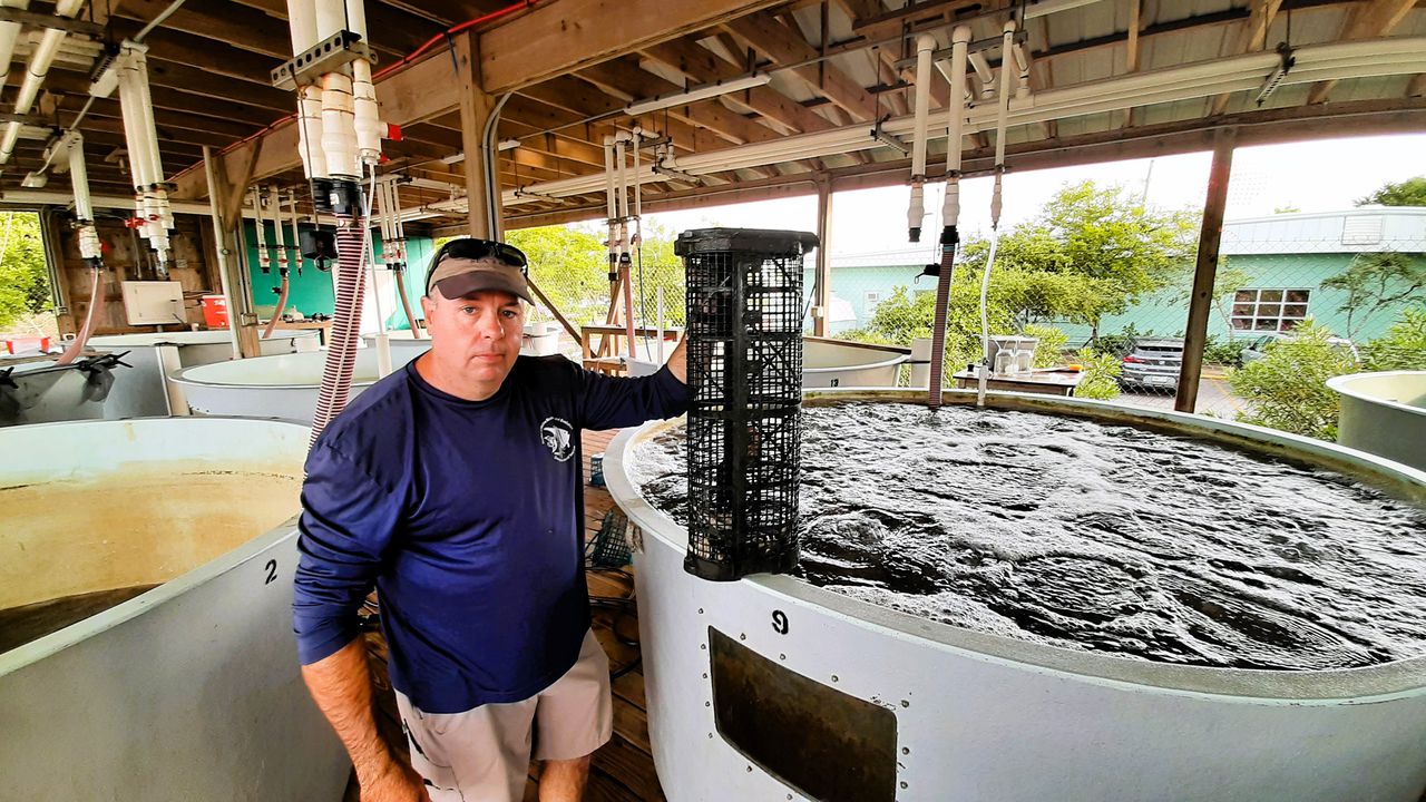 The main purpose of the research is to find ways to improve the survival rates of oysters used to establish new reefs.