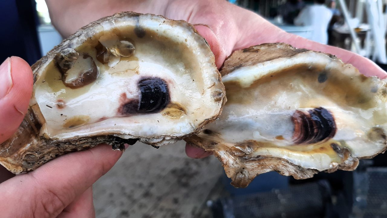 The main purpose of the research is to find ways to improve the survival rates of oysters used to establish new reefs.