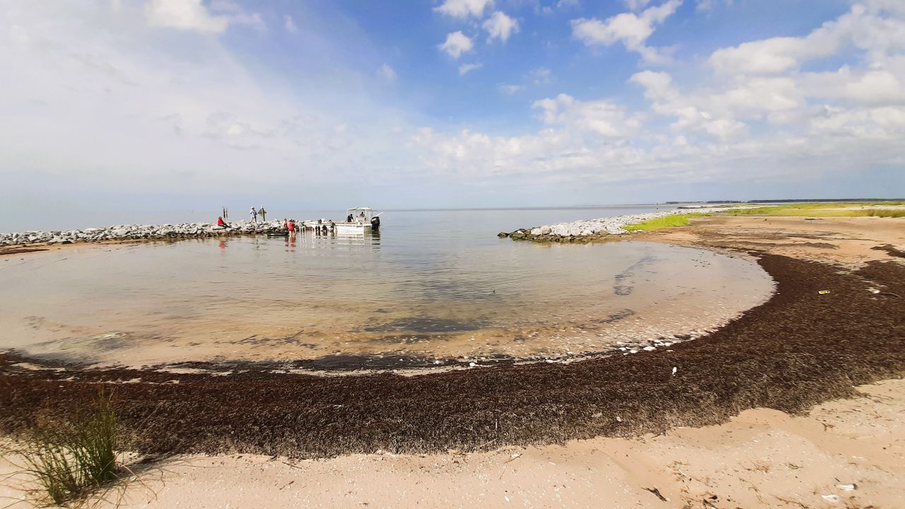 The main purpose of the research is to find ways to improve the survival rates of oysters used to establish new reefs.