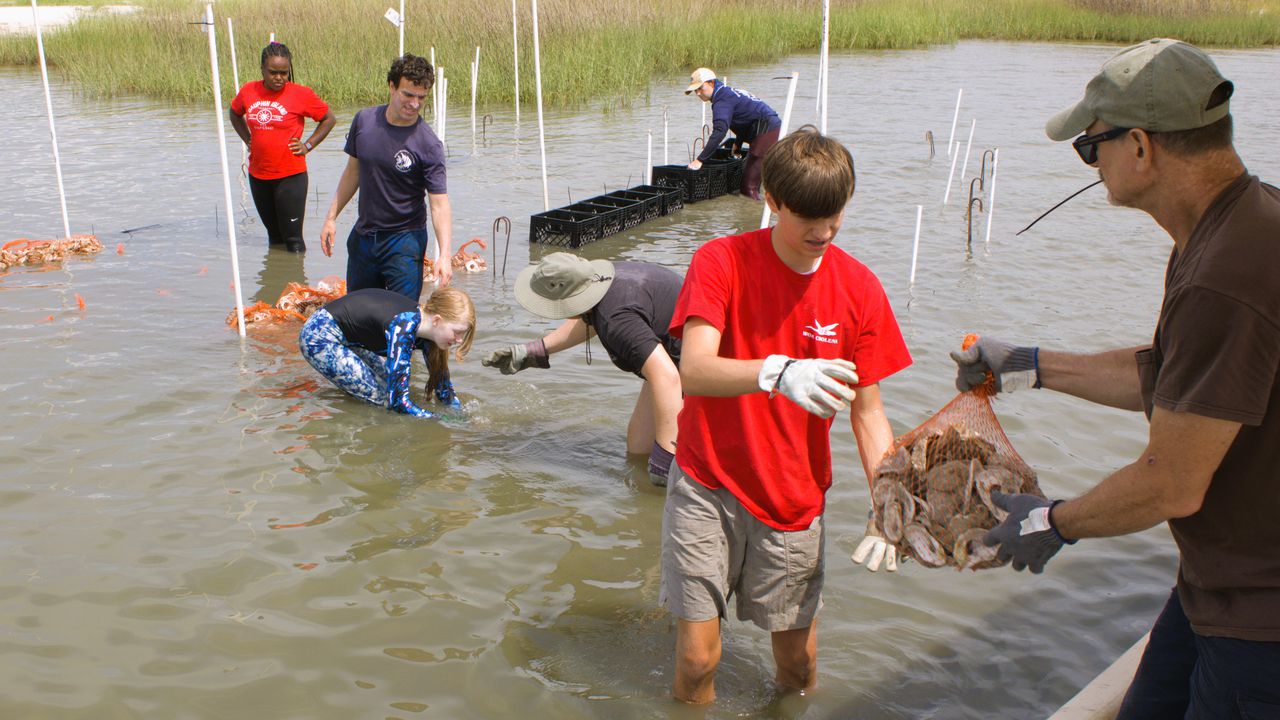 The main purpose of the research is to find ways to improve the survival rates of oysters used to establish new reefs.