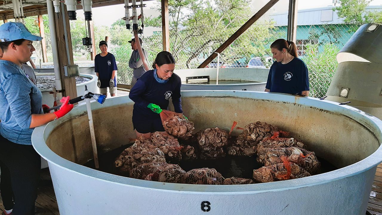 These researchers are scaring baby oysters with crab pee. For science.