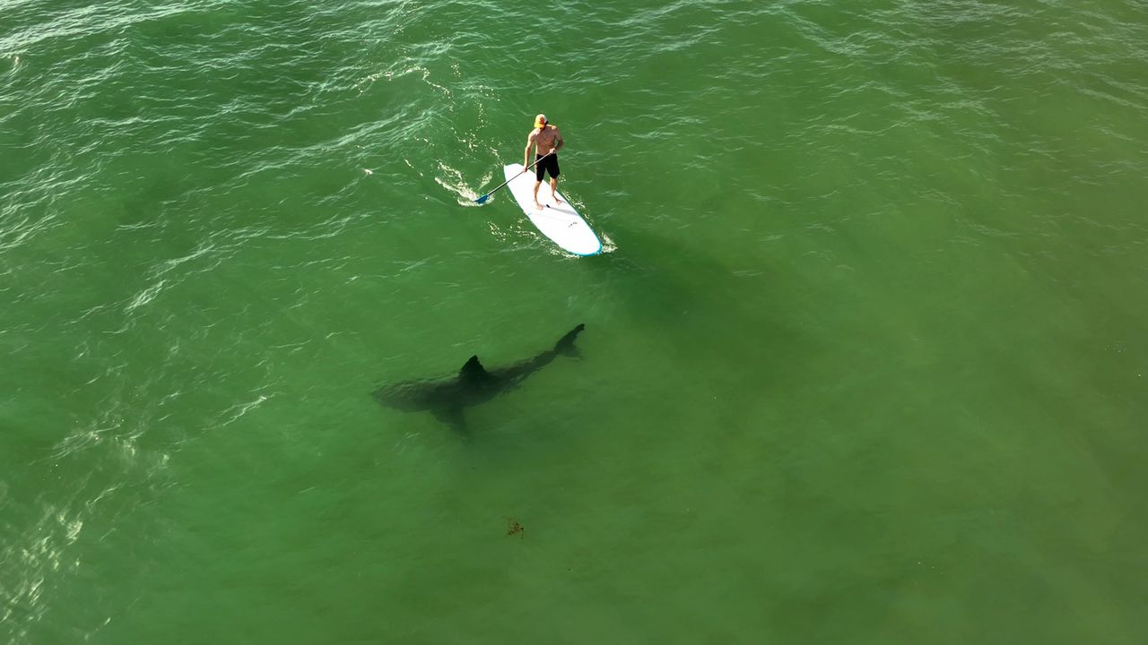 This Florida beach is the âShark Bite Capital of the Worldâ