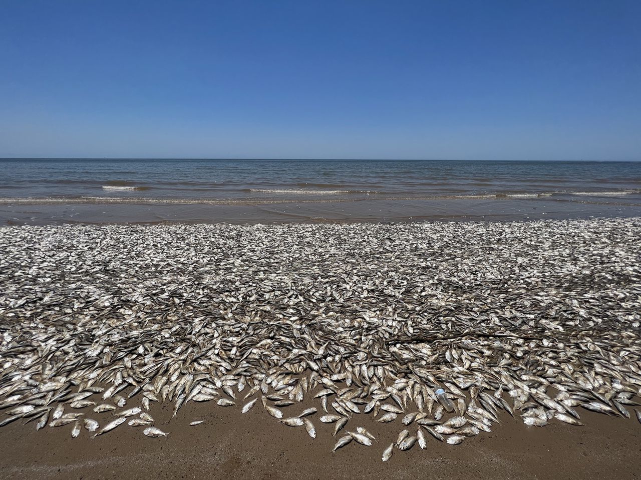 Thousands of dead fish wash up on beaches in Texas fish kill