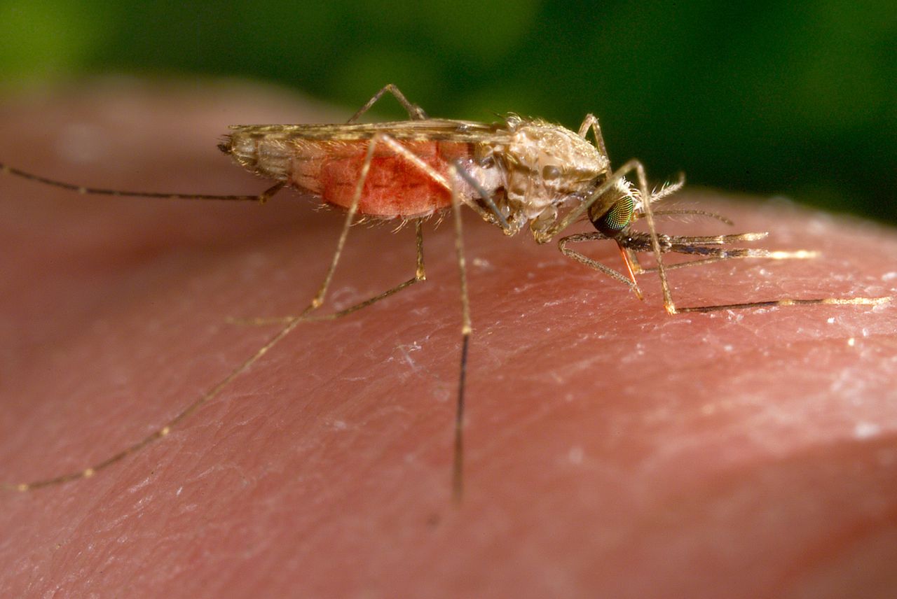 US reports first cases of locally transmitted malaria in 20 years, including 4 in Florida