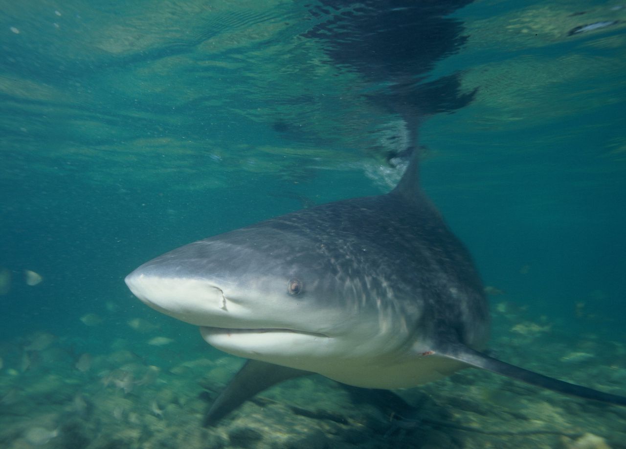 Watch a shark drag a fisherman overboard in the Florida Everglades