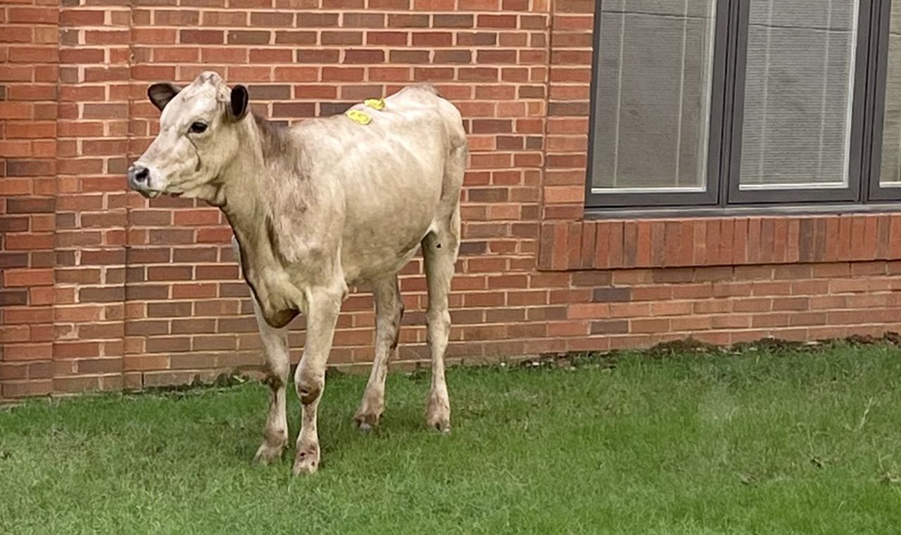 Watch police lasso one of Godâs creatures for disrupting Vacation Bible School in Montgomery