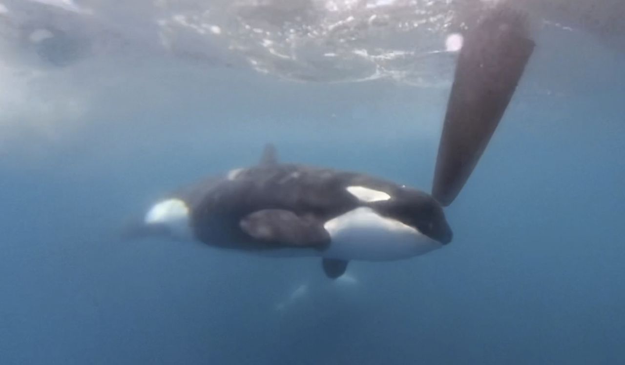 Why are orca whales attacking racing boats in Spain?