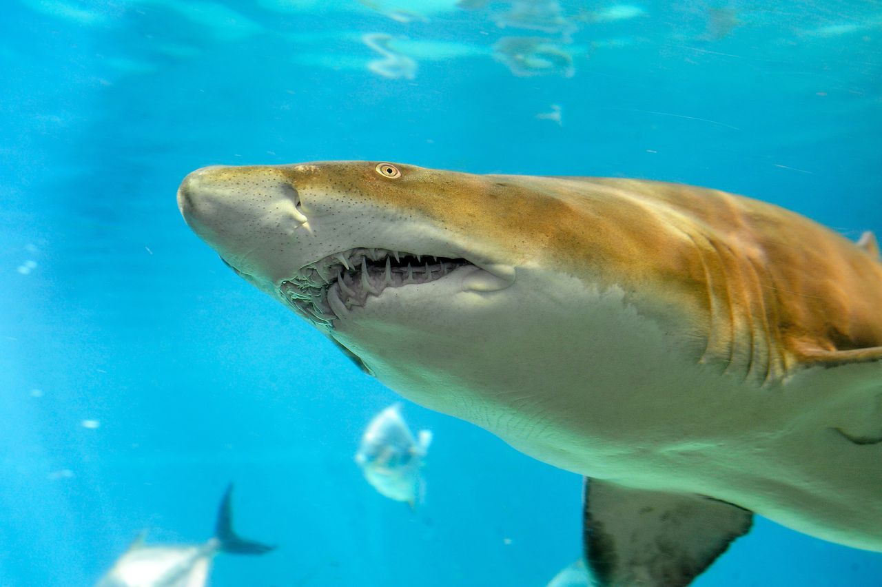 You may be surprised at the number of shark attacks reported in Alabama