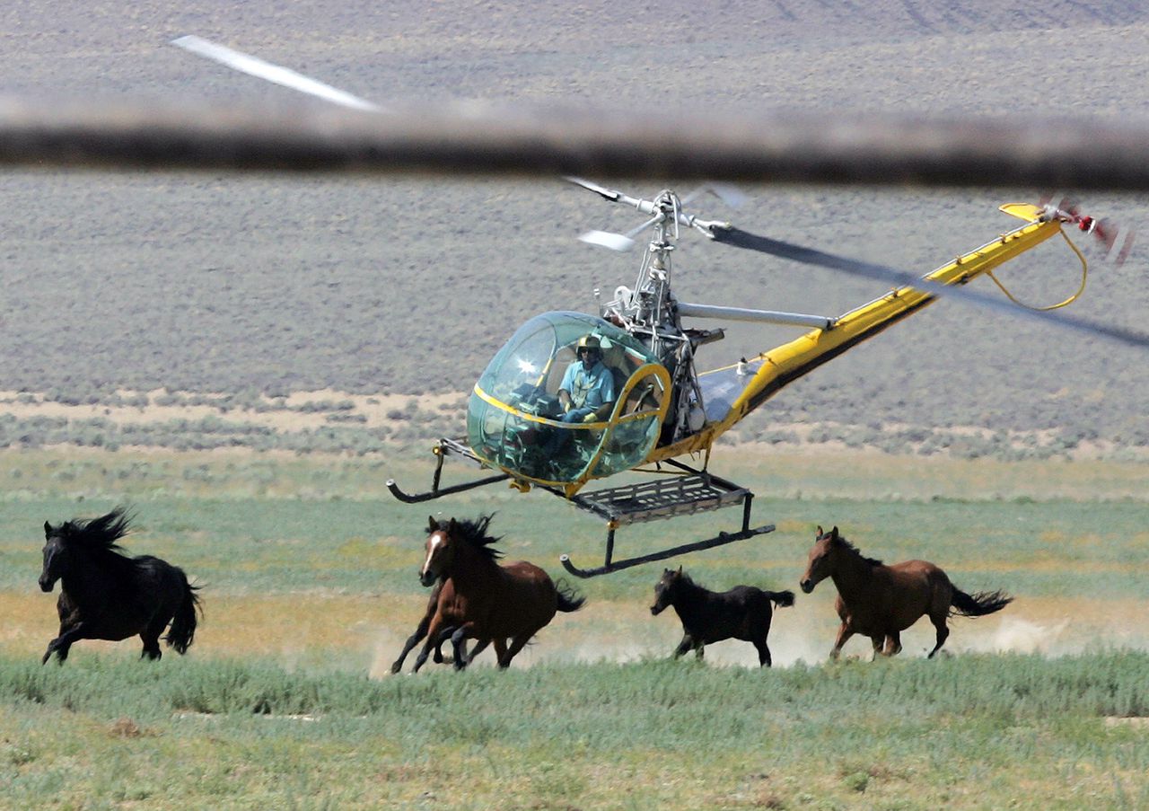 11 mustangs killed in Nevada helicopter roundup of wild horses