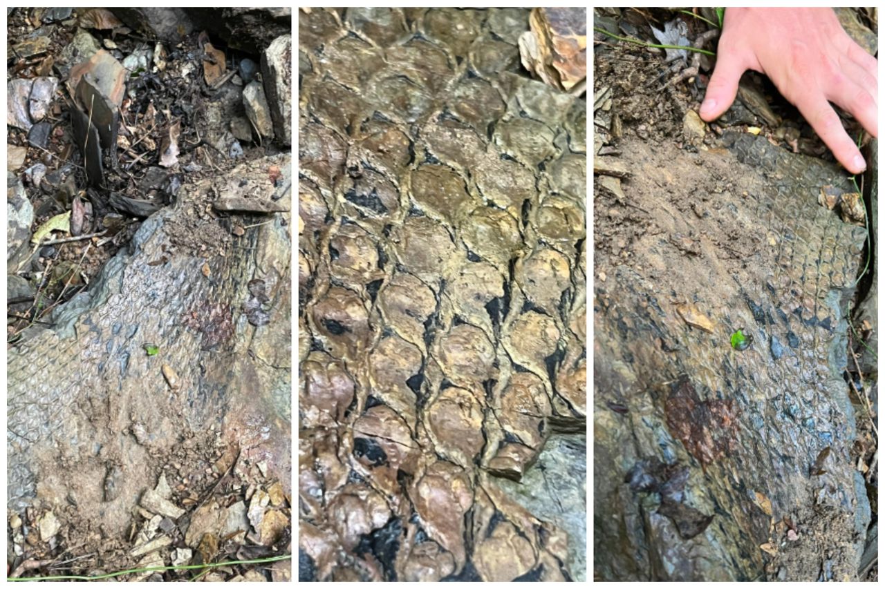 âPretty darn scalyâ fossil found in Alabama wows the internet