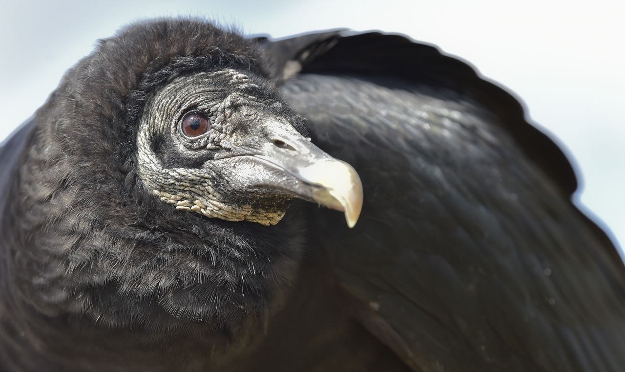 Alabama issuing permits to kill vultures to protect livestock