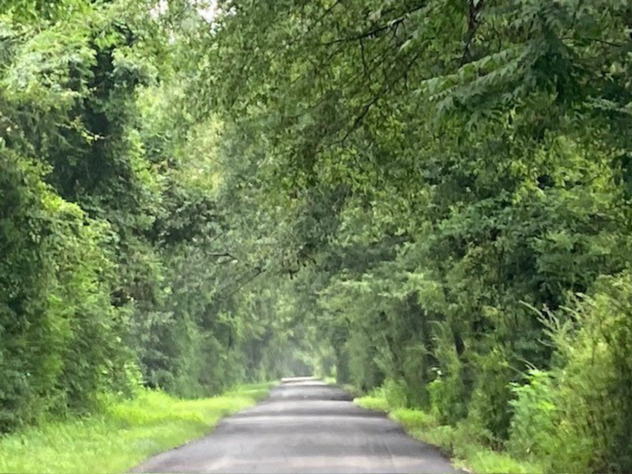 Amanda Walker: Perry Johnson Road is not the Camden Bypass