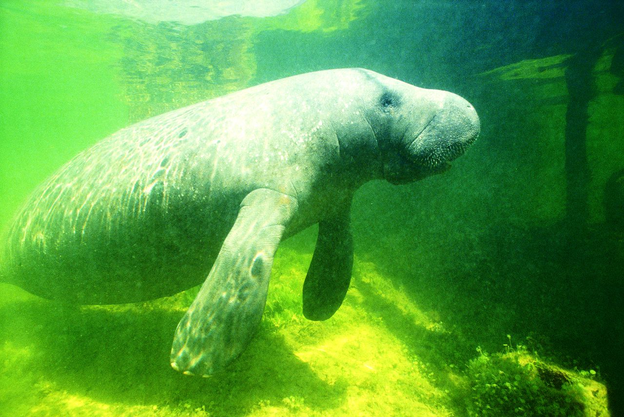 Beachgoers asked to report sightings of âsea cowâ manatees along Gulf Coast