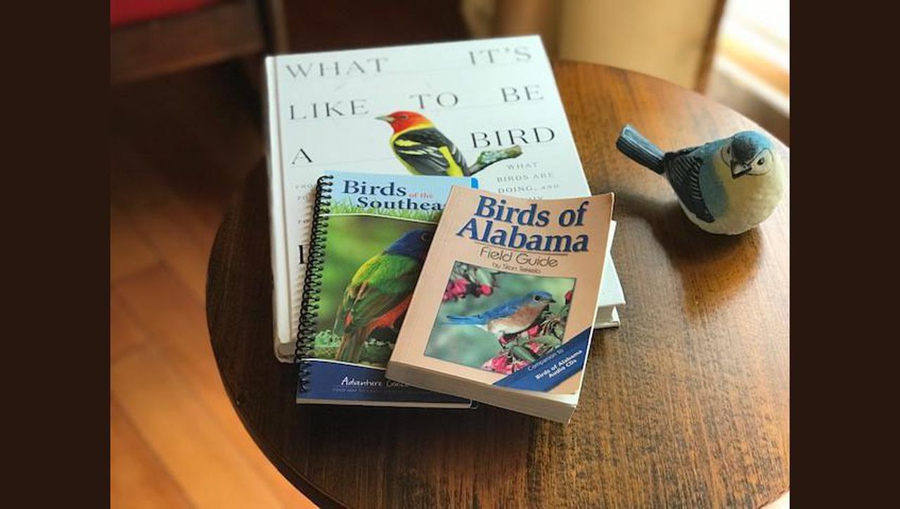 Beth Thames: Put out some seed and see what flies in