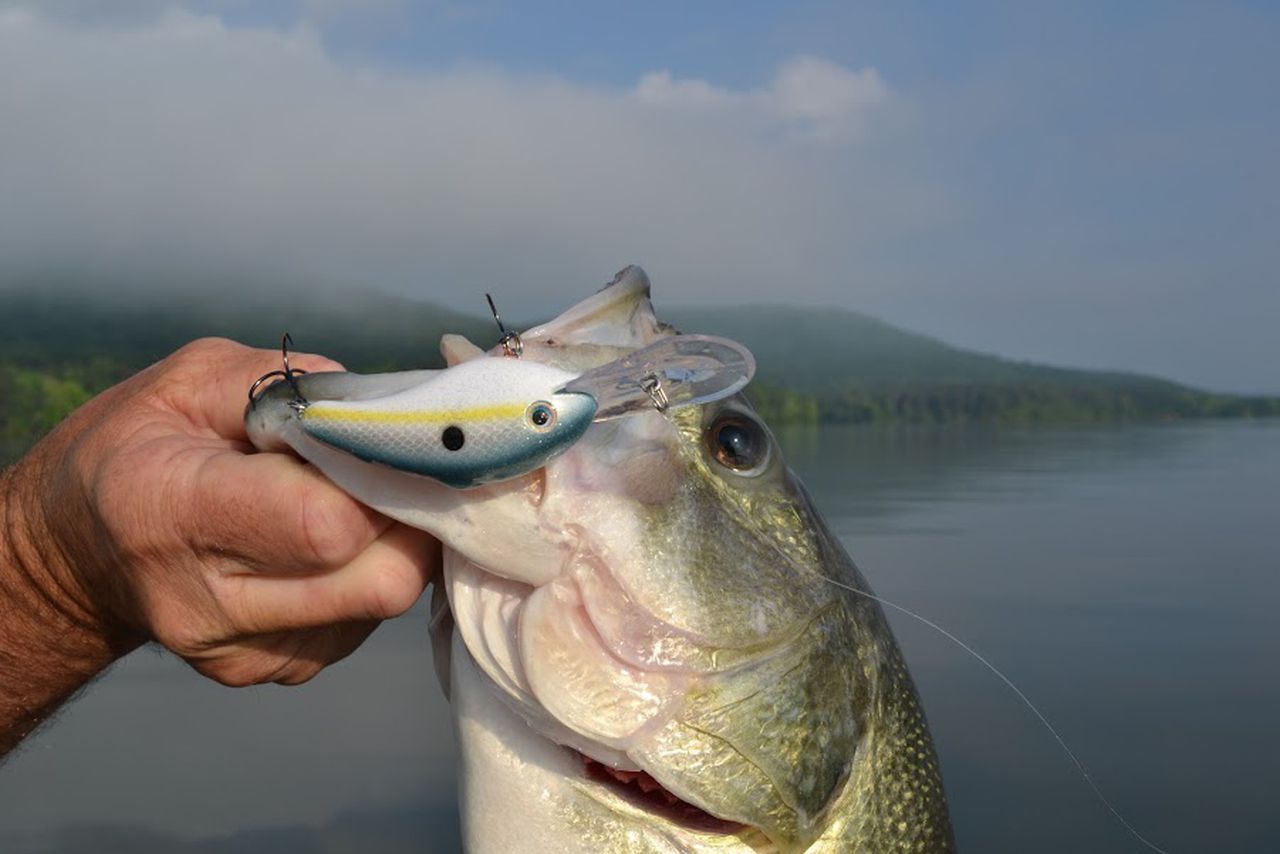 Do not eat fish from these Alabama waterways, ADPH warns