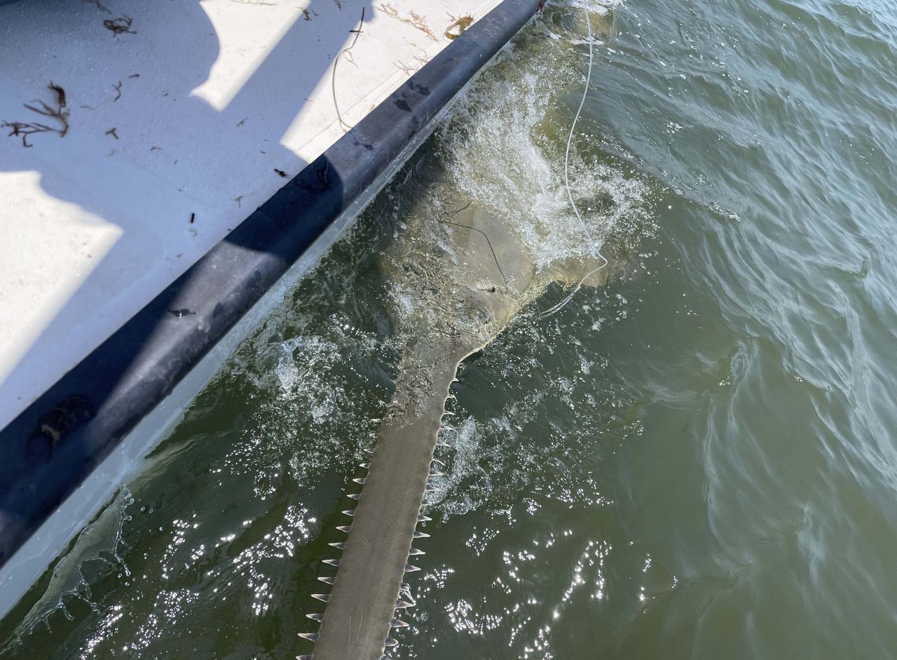 Endangered sawfish tagged off Florida coast for first time in decades