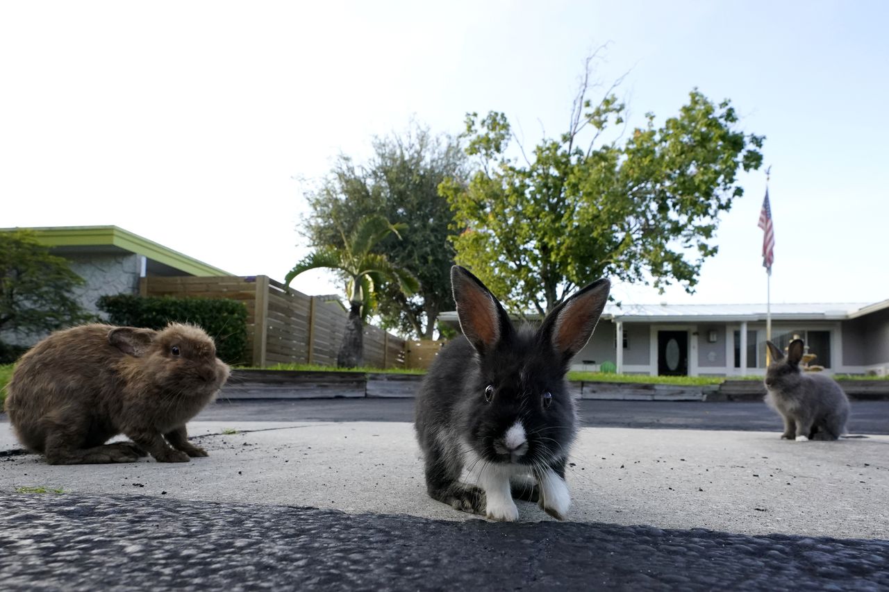 Florida suburb overrun with lionhead rabbits years after backyard breeder let them loose