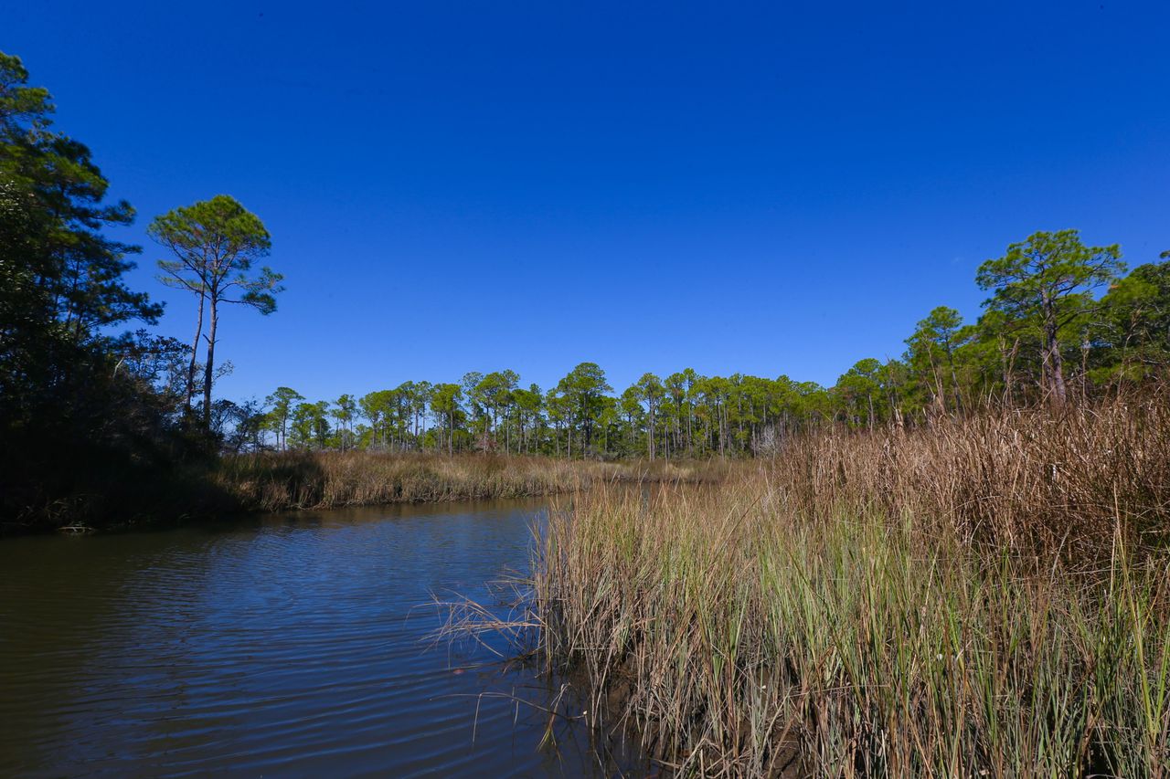 Foley approves $263,000 project to clear Hurricane Sally debris in Bon Secour