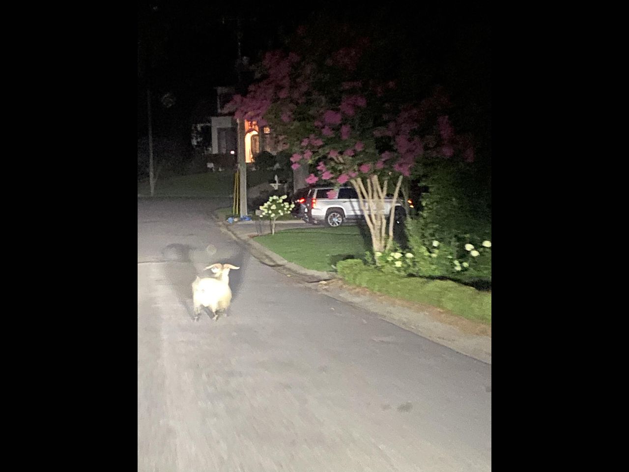 Goat caught after week-long spree in Birmingham area after escape