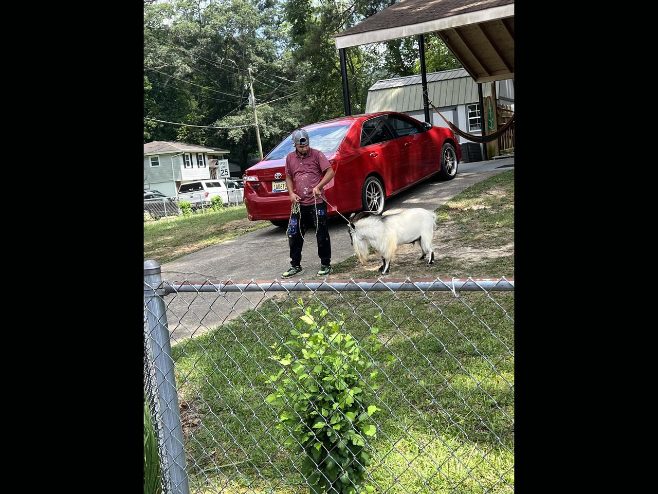 Goat on the lam for three days corralled in Irondale before escaping
