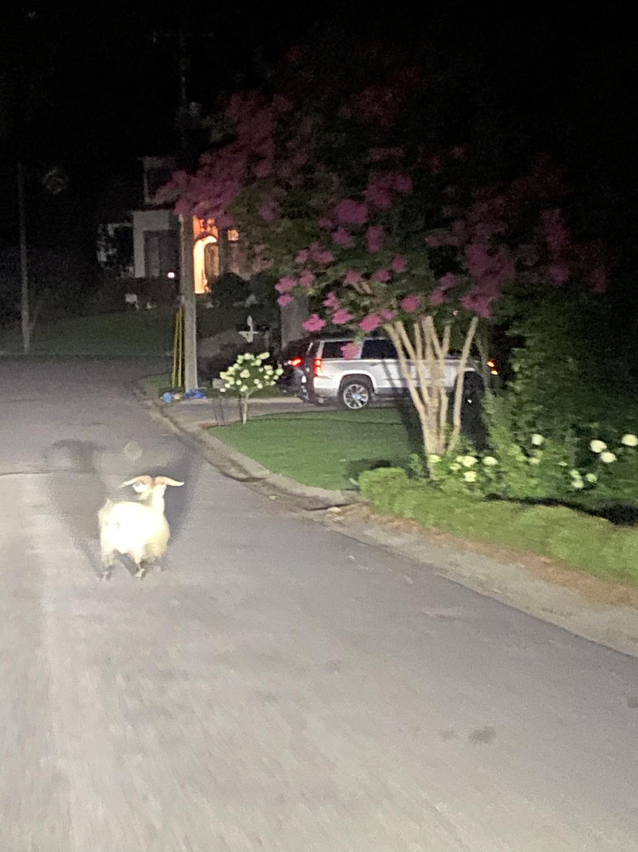 Goat on the loose baaaffling police in Birmingham, Mountain Brook