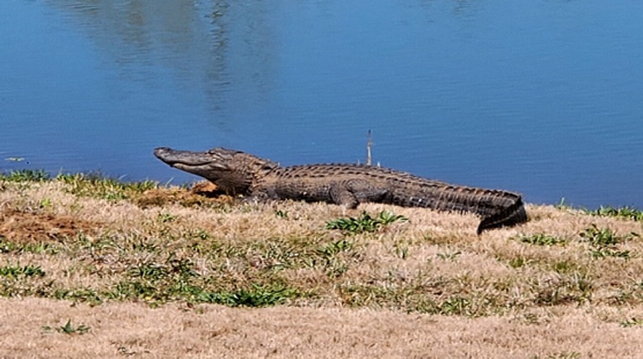 Huntsville has ânuisance alligator,â causing concern for childrenâs safety