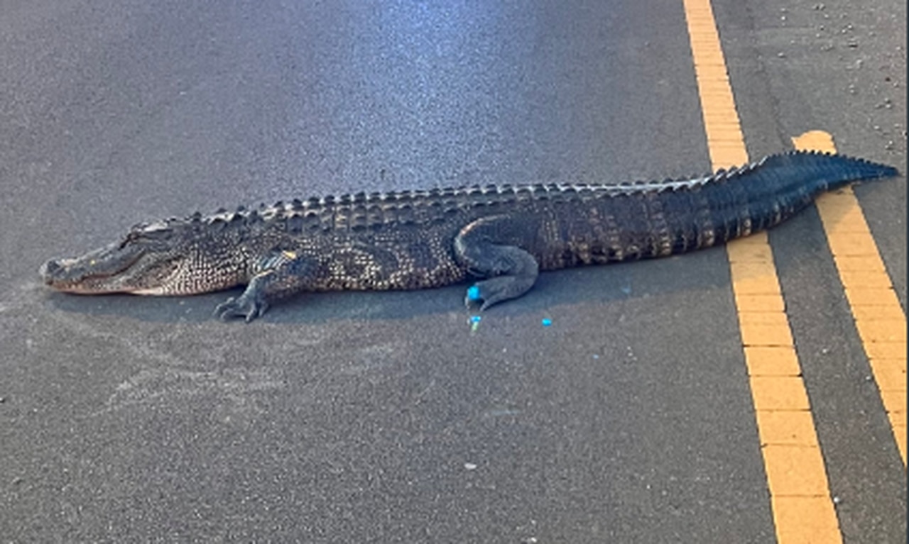 Huntsville putting up alligator warning signs after dog attack