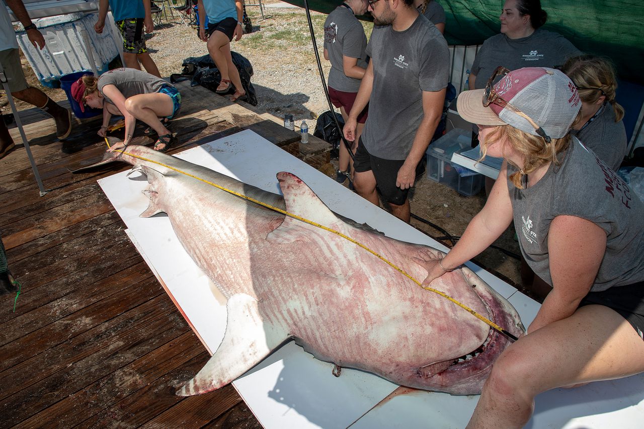 Man catches 1,000 pound shark off Alabama coast