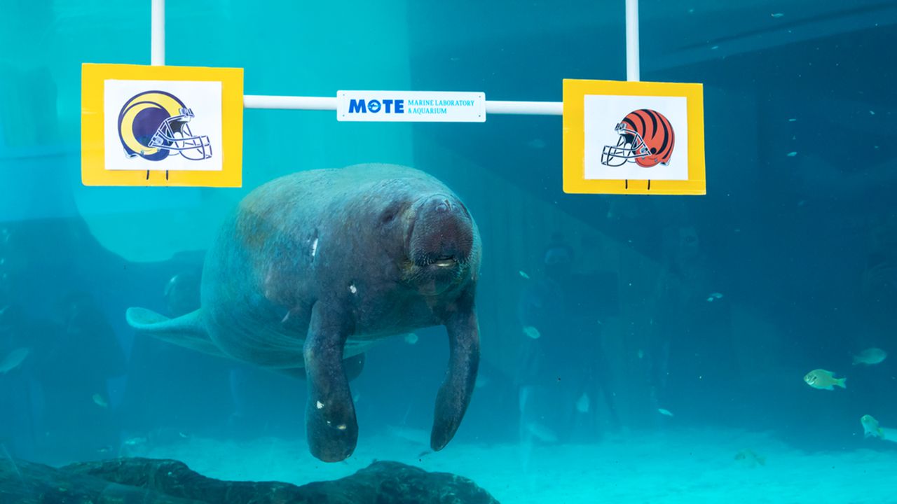 Manatee dies after sex with brother at Florida aquarium