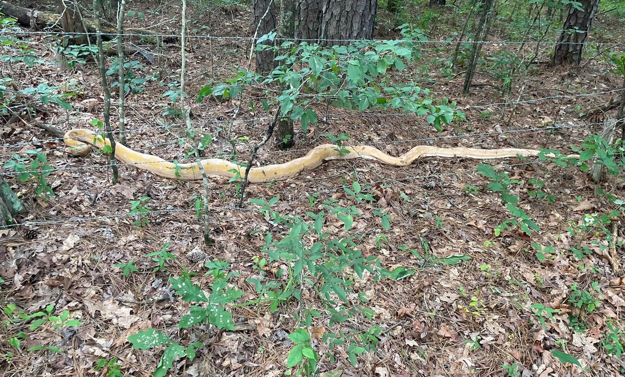 Massive python captured in Alabama