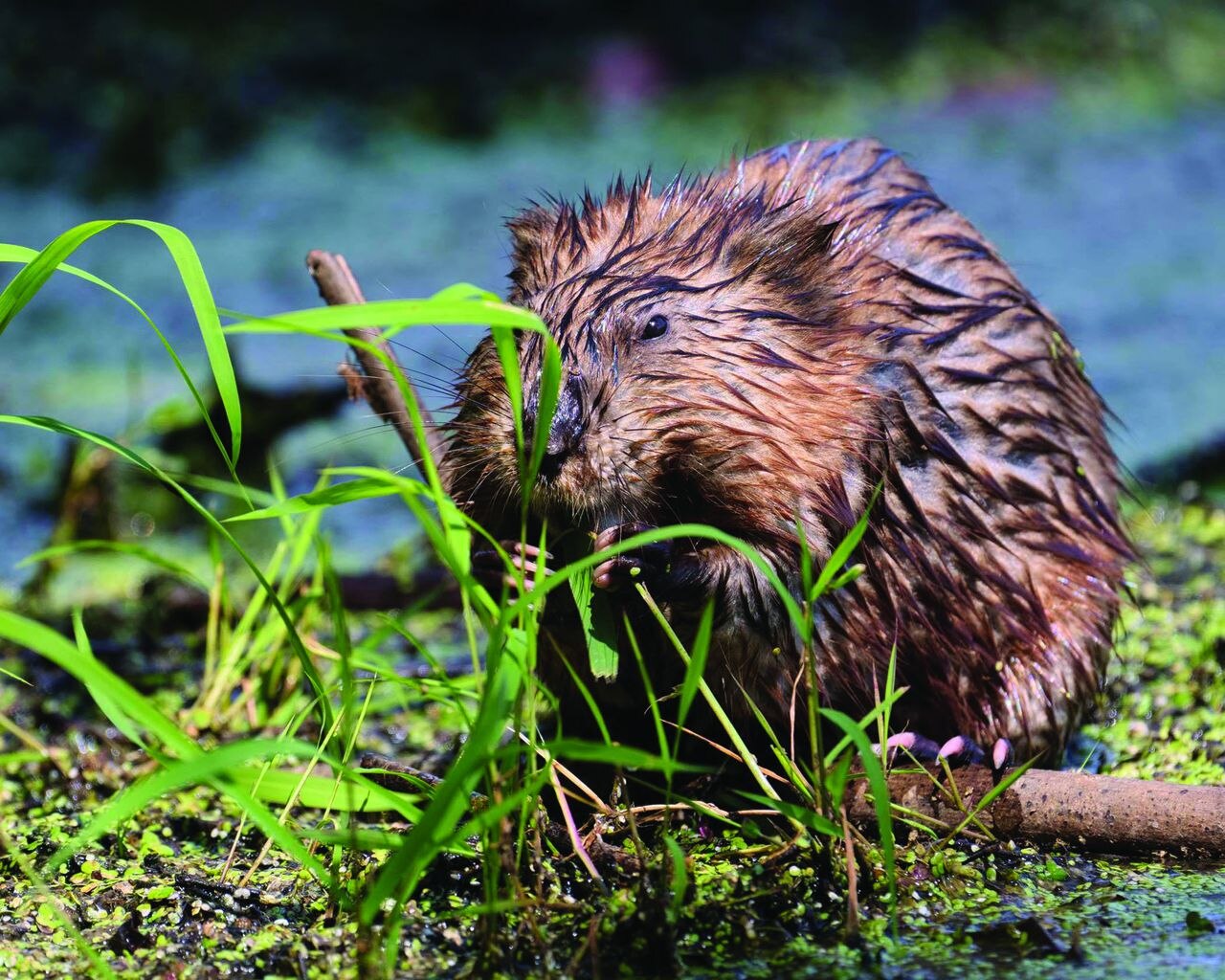 Mating muskrats pose a costly problem for Alabama town, could close park