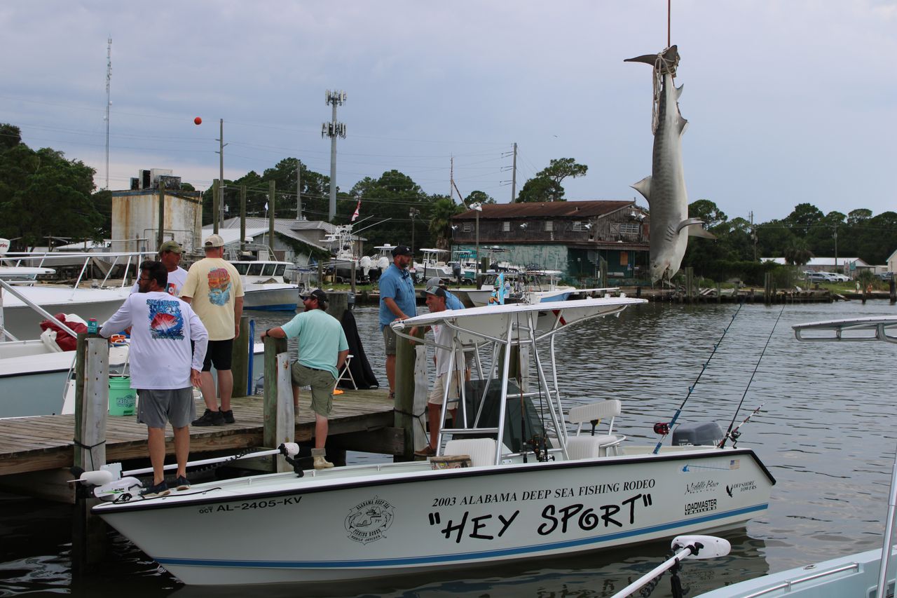 More sharks come in as 90th Alabama Deep Sea Fishing Rodeo concludes