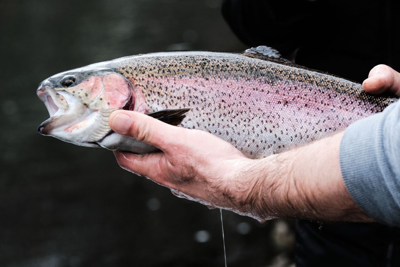 New recipe to try: Baked Trout Fillets