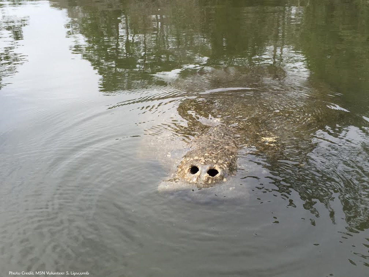 Politics, big shark, manatees: Down in Alabama