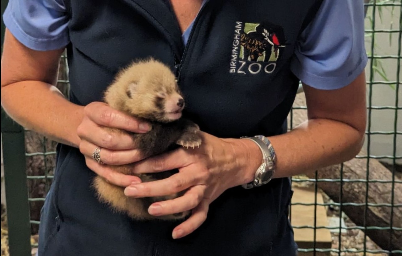 Red panda cubs born at Birmingham Zoo