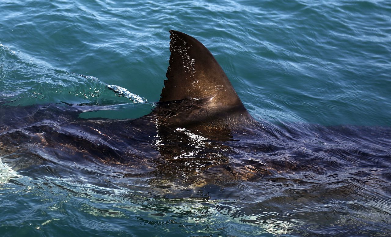 Shark Week 2023: How to watch âJaws vs. The Megâ online Sunday