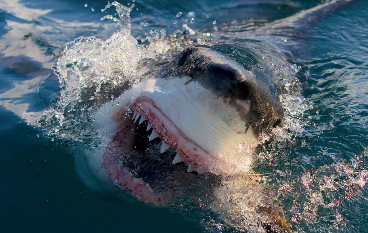 Shark Week 2023 live stream: How to watch online, full TV schedule