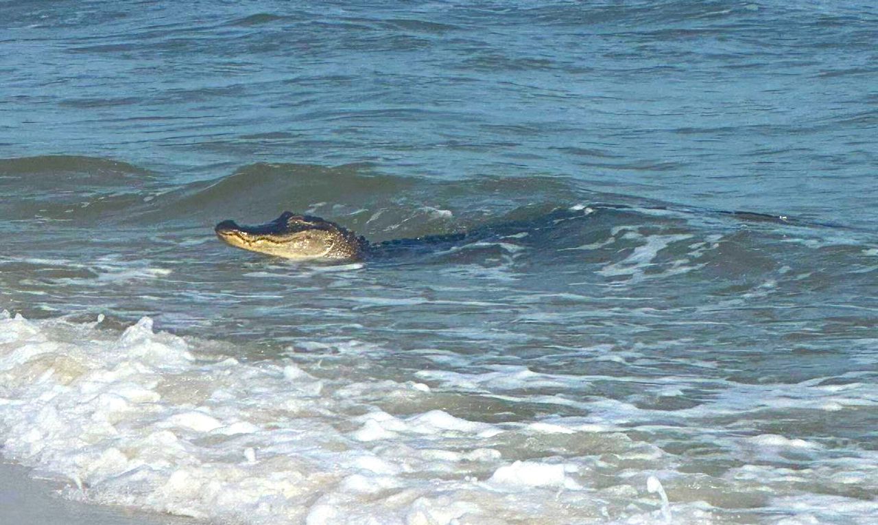 Gator on Dauphin Island beach