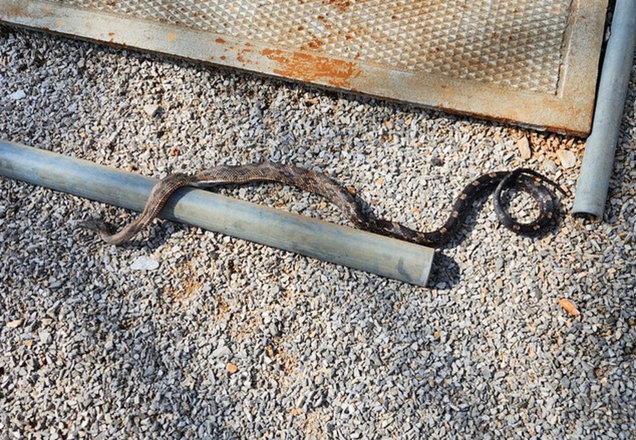 Snake blamed for another north Alabama power outage
