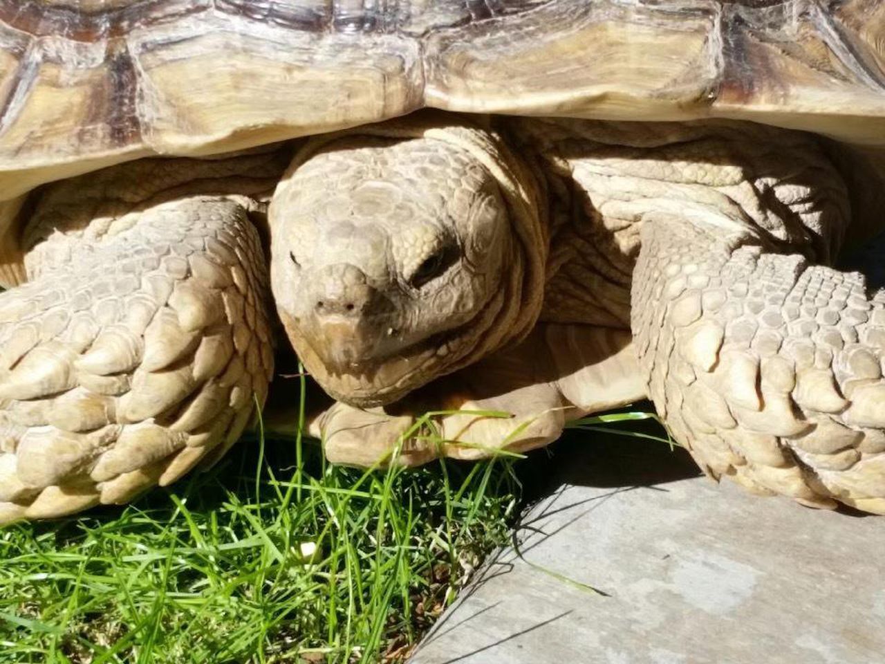 Tortoise vs. HOA, sweet home for endangered species: Down in Alabama