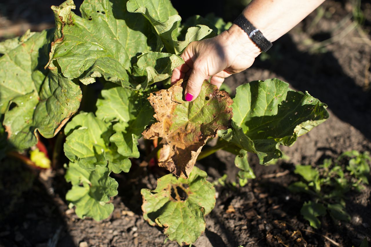 Vegetable gardens suffer when hot days lead to hot nights