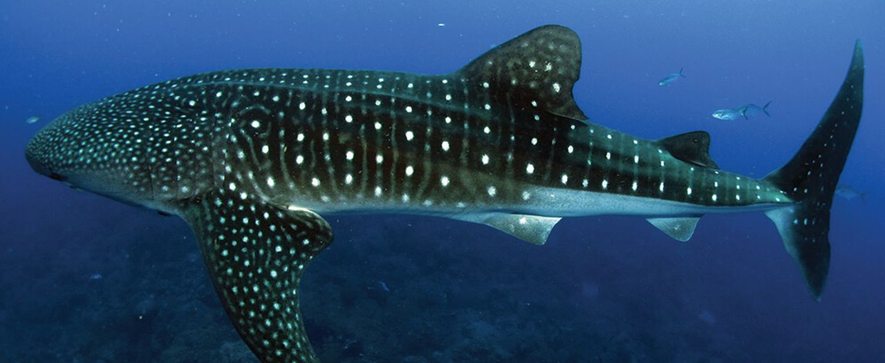 Watch fishermen encounter a whale shark off the coast of Destin