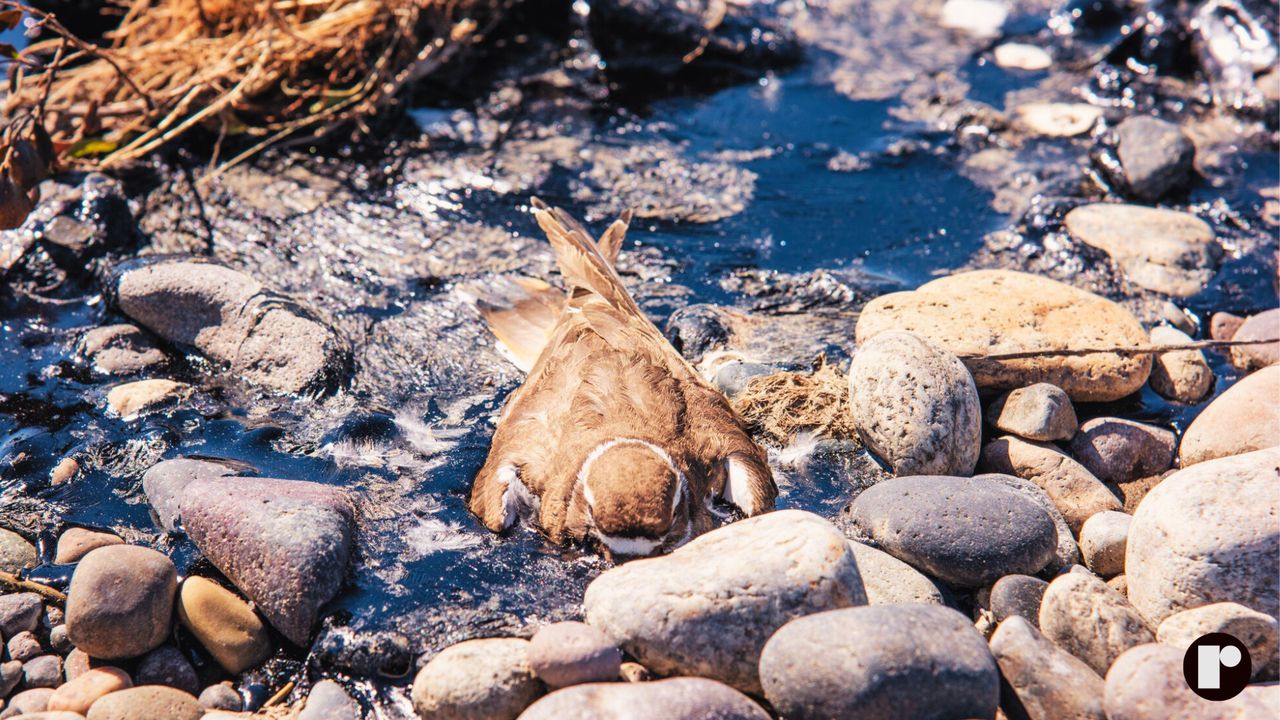 What the EPA isnât telling you about the asphalt spill at Yellowstone River, according to experts, and why it matters