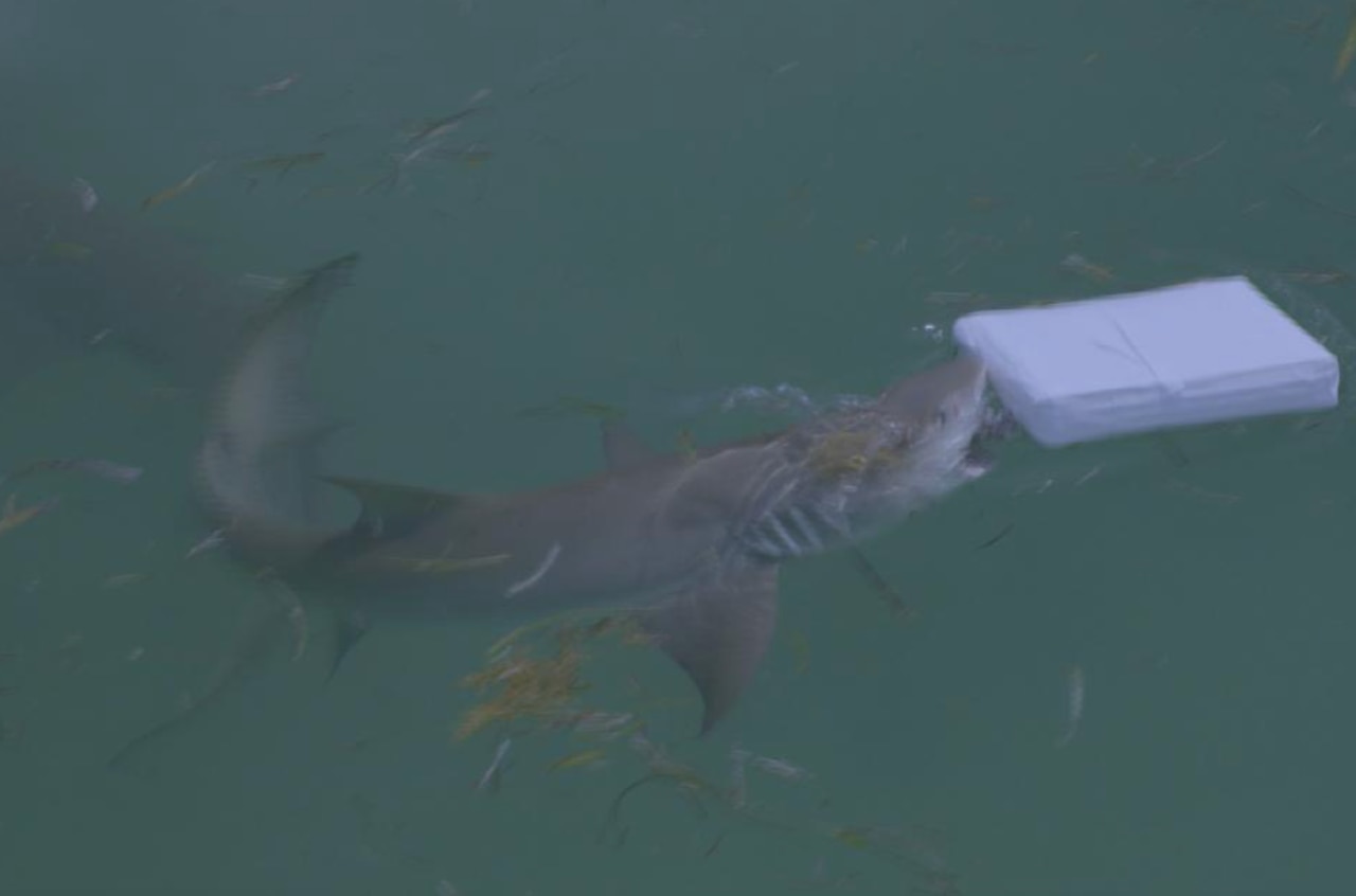 What time does âCocaine Sharksâ start tonight on Shark Week? Live stream